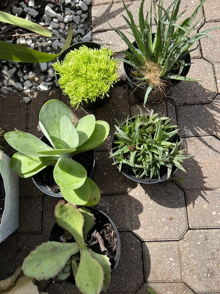Succulent Live Plant Rooted in Vase - Large Size Houseplant - Image 1