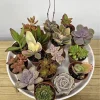 Succulent Live Plant Variety - Easy Care Indoor/Outdoor Cactus & Succulent Mix - Image 1