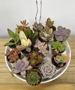 Succulent Live Plant Variety - Easy Care Indoor/Outdoor Cactus & Succulent Mix - Image 1