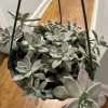 Succulent Live Plants Rooted in Basket - Indoor Houseplant - Image 1