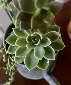 Succulent Live Plants with Pot - Assorted Varieties - Easy Care Indoor - Image 10