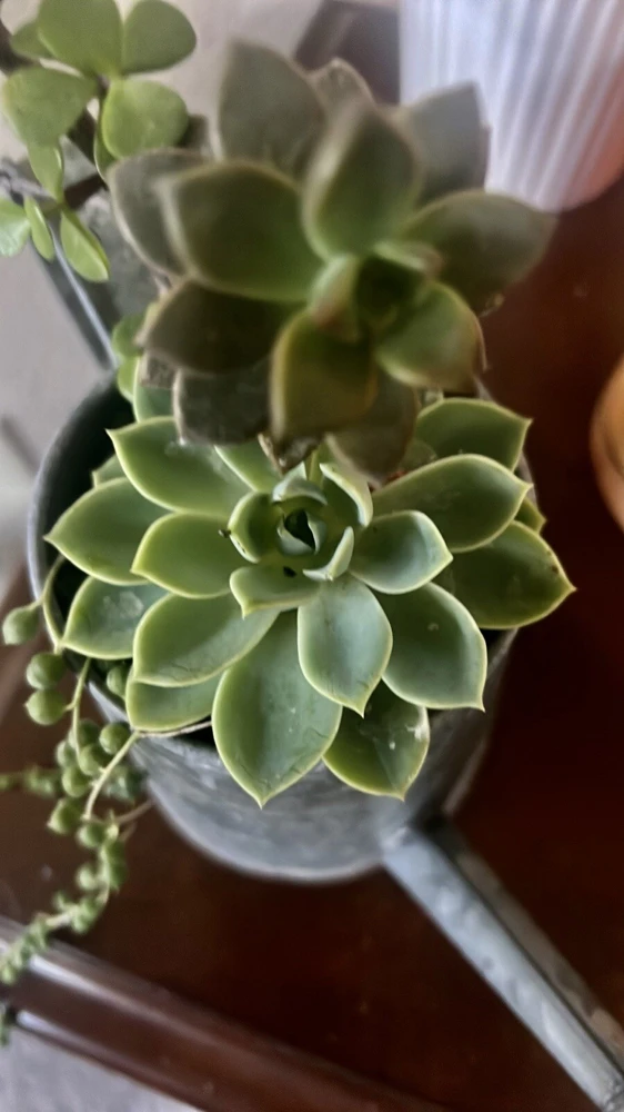 Succulent Live Plants with Pot - Assorted Varieties - Easy Care Indoor - Image 10