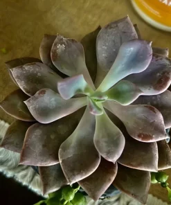 Succulent Live Plants with Pot - Assorted Varieties - Easy Care Indoor - Image 12