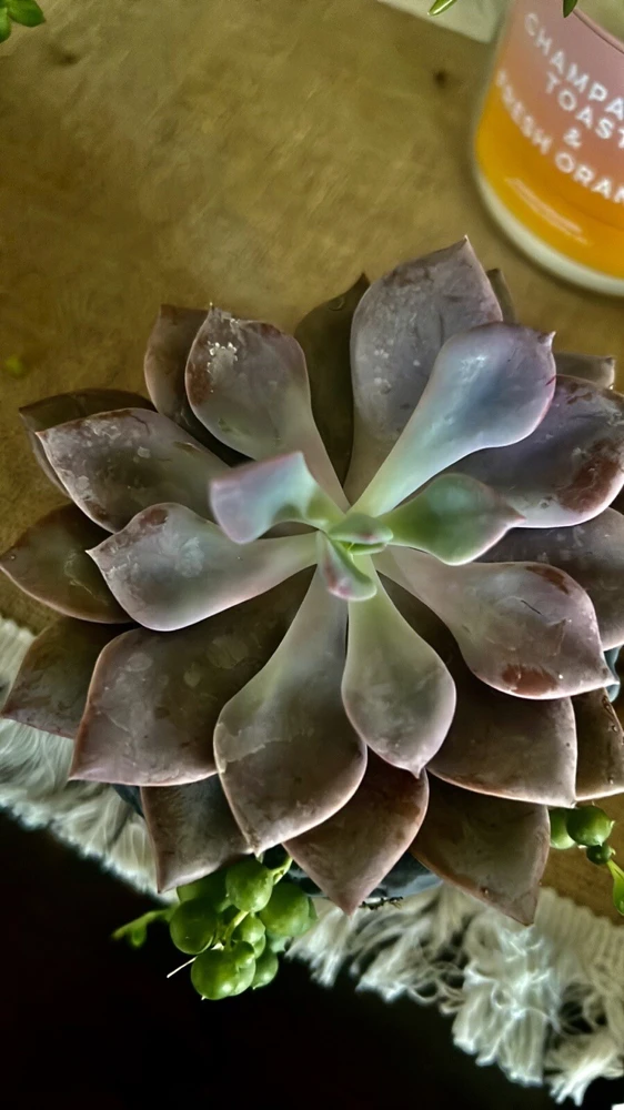 Succulent Live Plants with Pot - Assorted Varieties - Easy Care Indoor - Image 12