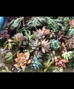Succulent Live Plants with Pot - Assorted Varieties - Easy Care Indoor - Image 14