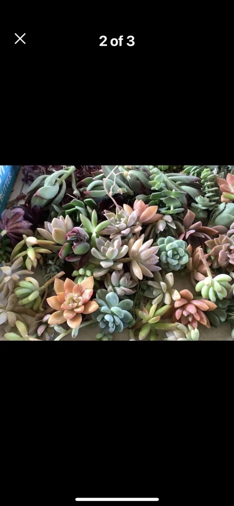 Succulent Live Plants with Pot - Assorted Varieties - Easy Care Indoor - Image 14