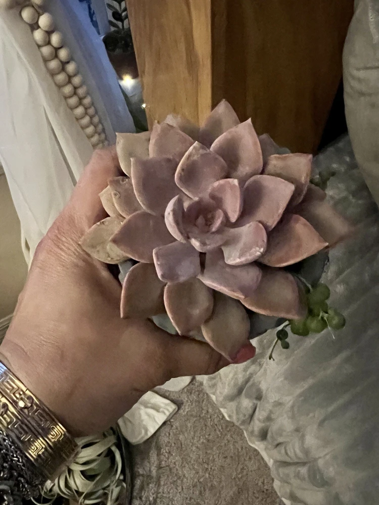 Succulent Live Plants with Pot - Assorted Varieties - Easy Care Indoor - Image 15