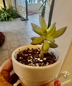 Succulent Live Plants with Pot - Assorted Varieties - Easy Care Indoor - Image 16