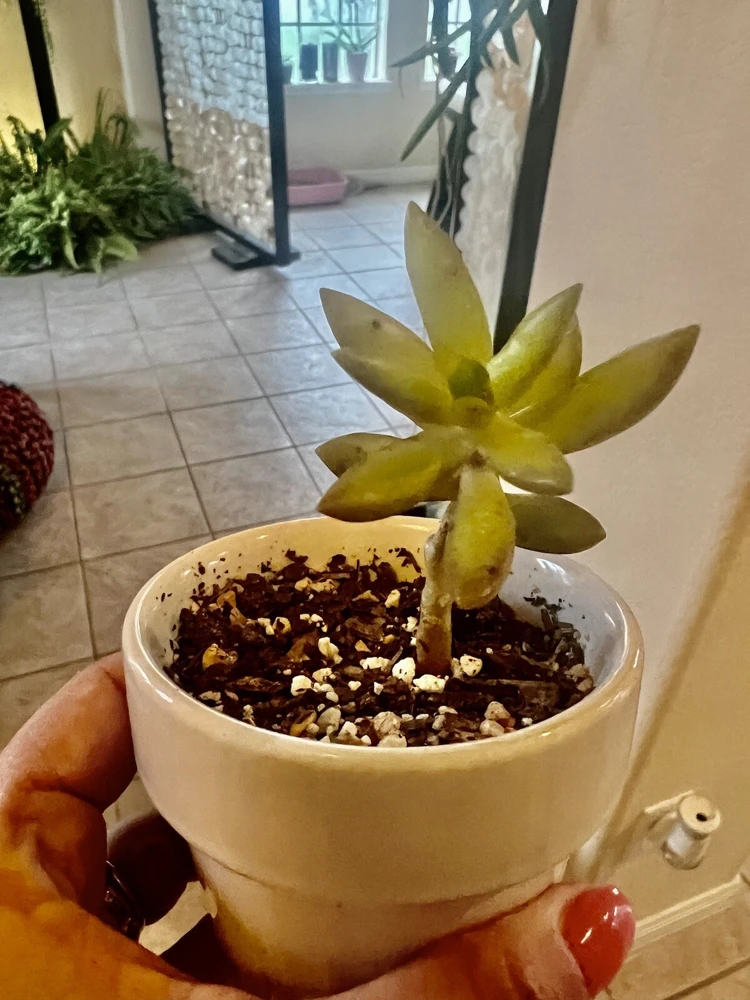 Succulent Live Plants with Pot - Assorted Varieties - Easy Care Indoor - Image 16