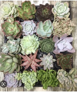 Succulent Live Plants with Pot - Assorted Varieties - Easy Care Indoor - Image 17