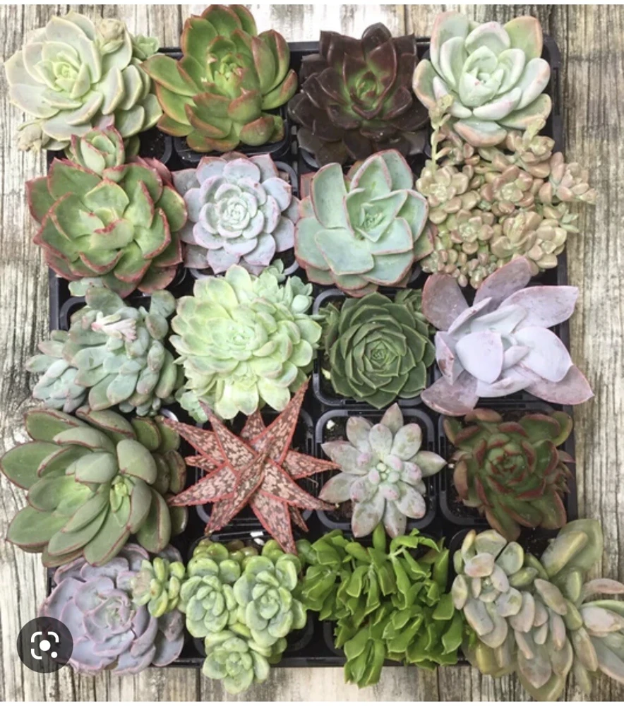 Succulent Live Plants with Pot - Assorted Varieties - Easy Care Indoor - Image 17