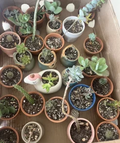 Succulent Live Plants with Pot - Assorted Varieties - Easy Care Indoor - Image 19