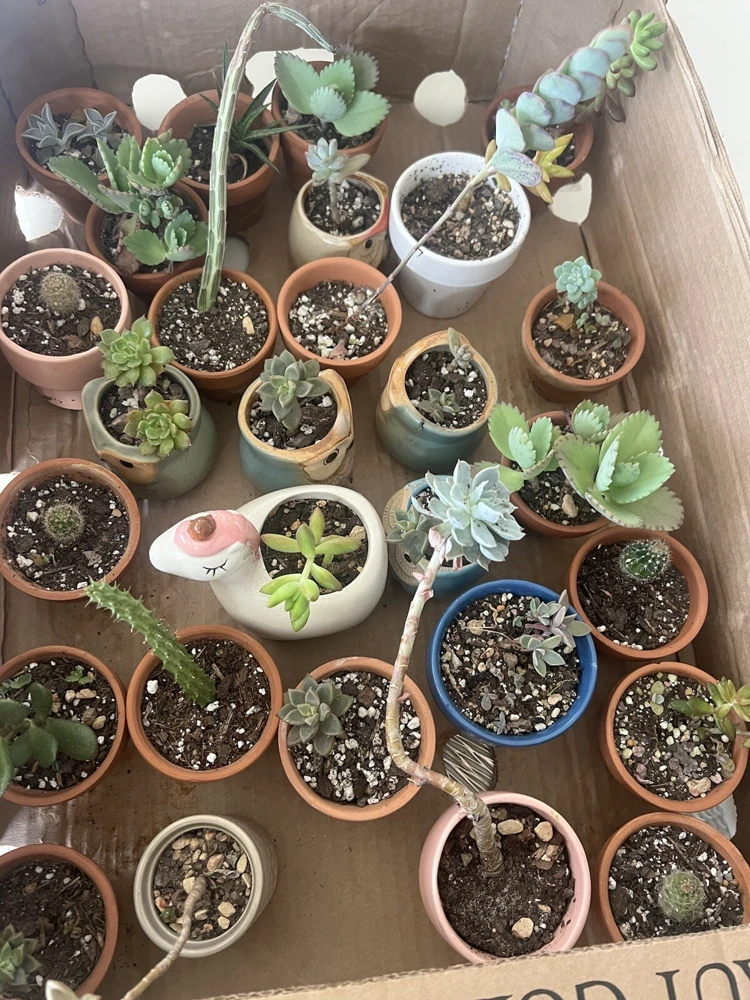 Succulent Live Plants with Pot - Assorted Varieties - Easy Care Indoor - Image 19