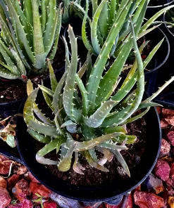 Succulent Live Plants with Pot - Assorted Varieties - Easy Care Indoor - Image 2