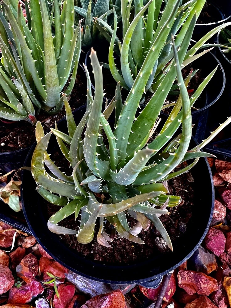 Succulent Live Plants with Pot - Assorted Varieties - Easy Care Indoor - Image 2