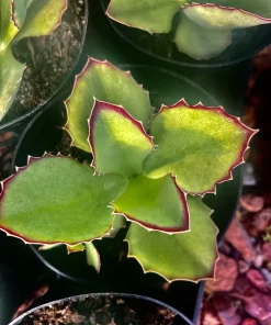 Succulent Live Plants with Pot - Assorted Varieties - Easy Care Indoor - Image 4