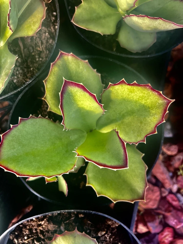 Succulent Live Plants with Pot - Assorted Varieties - Easy Care Indoor - Image 4