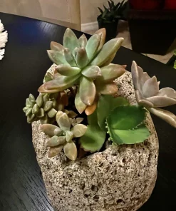 Succulent Live Plants with Pot - Assorted Varieties - Easy Care Indoor - Image 5