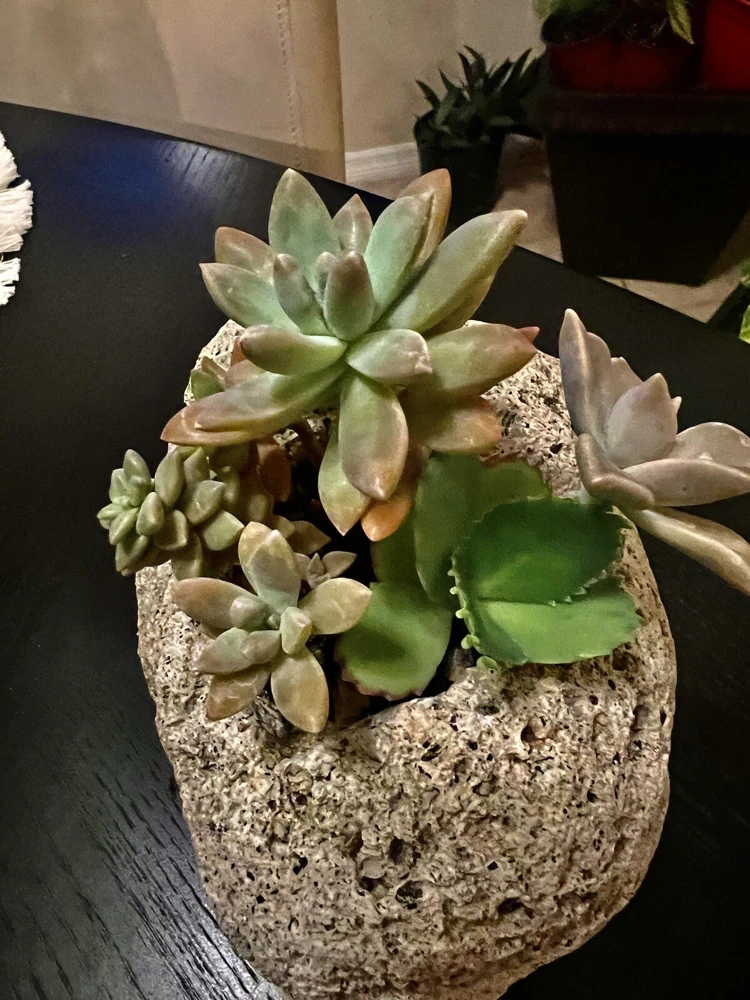 Succulent Live Plants with Pot - Assorted Varieties - Easy Care Indoor - Image 5