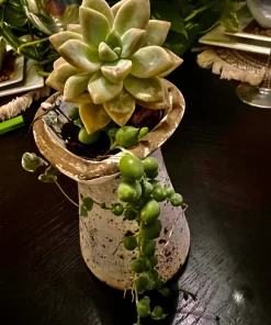 Succulent Live Plants with Pot - Assorted Varieties - Easy Care Indoor - Image 6