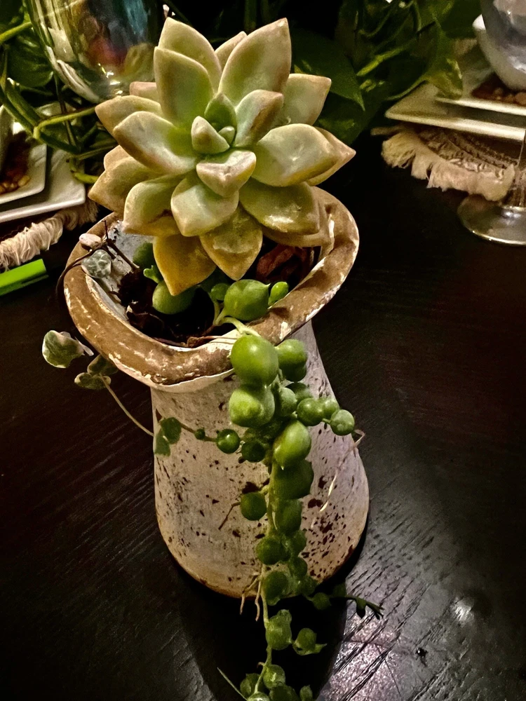 Succulent Live Plants with Pot - Assorted Varieties - Easy Care Indoor - Image 6