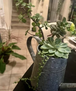 Succulent Live Plants with Pot - Assorted Varieties - Easy Care Indoor - Image 7