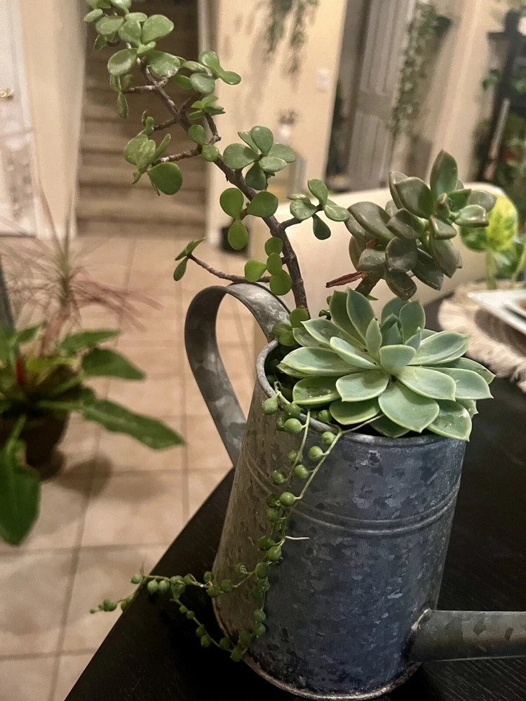 Succulent Live Plants with Pot - Assorted Varieties - Easy Care Indoor - Image 7