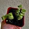 Succulent Live Plants with Pot - Assorted Varieties - Easy Care Indoor - Image 1