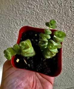 Succulent Live Plants with Pot - Assorted Varieties - Easy Care Indoor - Image 1