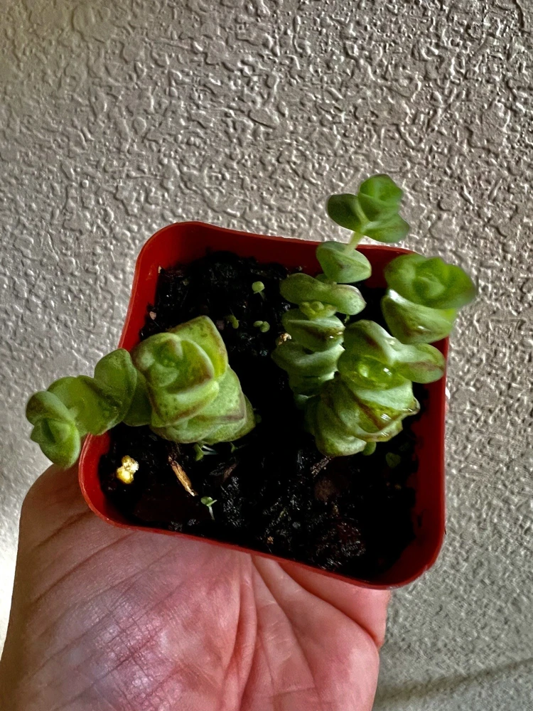 Succulent Live Plants with Pot - Assorted Varieties - Easy Care Indoor - Image 1