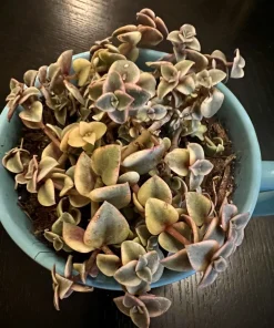 Succulent Live Plants with Pot - Assorted Varieties - Easy Care Indoor - Image 8