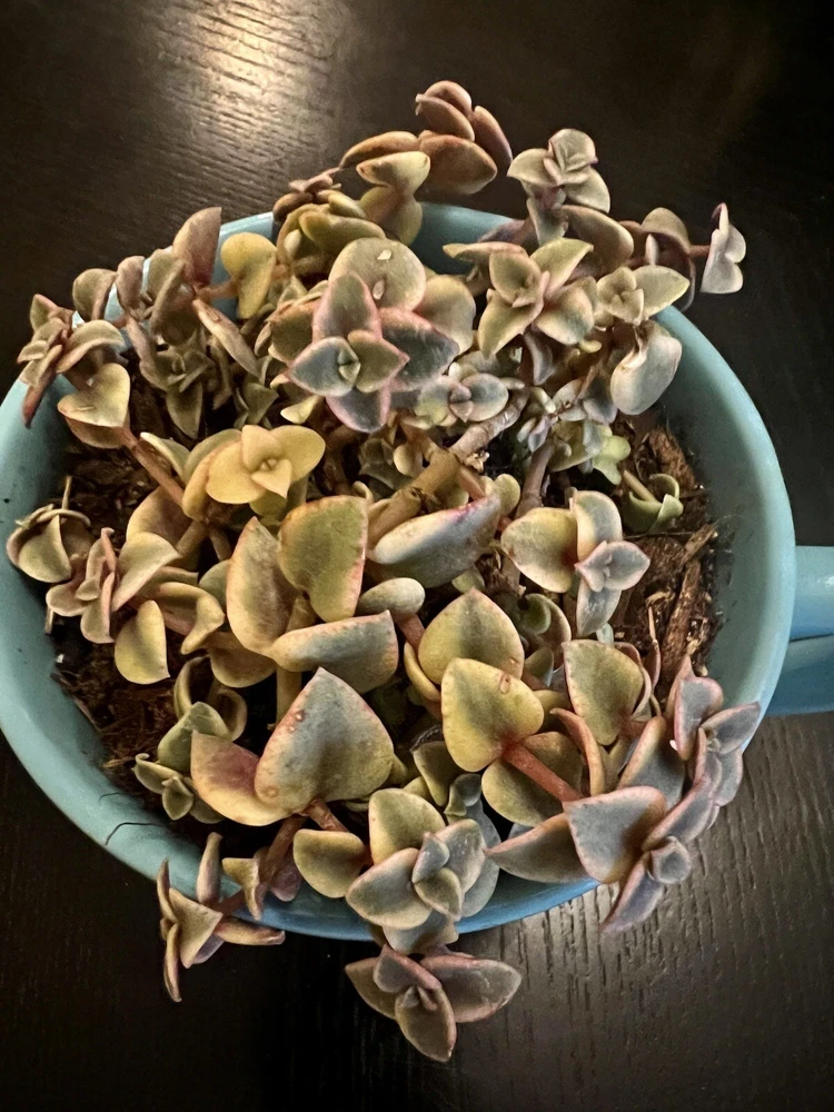 Succulent Live Plants with Pot - Assorted Varieties - Easy Care Indoor - Image 8