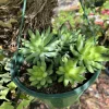 Succulent Plant Basket - Decorative Pot for Succulent Plants - Image 1