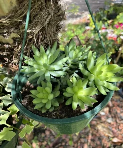 Succulent Plant Basket - Decorative Pot for Succulent Plants - Image 1