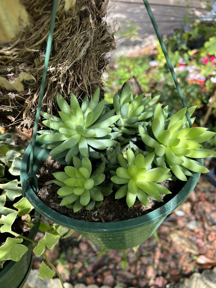 Succulent Plant Basket - Decorative Pot for Succulent Plants - Image 1