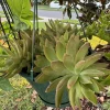 Succulents Basket Live Plant – Potted Succulent Arrangement – Easy Care Indoor/Outdoor - Image 1