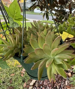 Succulents Basket Live Plant – Potted Succulent Arrangement – Easy Care Indoor/Outdoor - Image 1