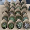 Succulents Live Plants Rooted - Assorted Varieties for Indoor & Outdoor - Image 1