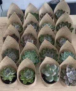 Succulents Live Plants Rooted - Assorted Varieties for Indoor & Outdoor - Image 1