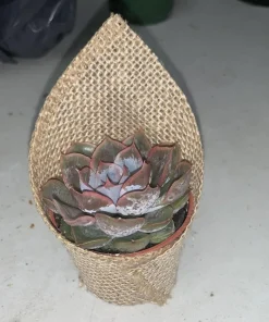 Succulents Live Plants Rooted - Assorted Varieties for Indoor & Outdoor - Image 2