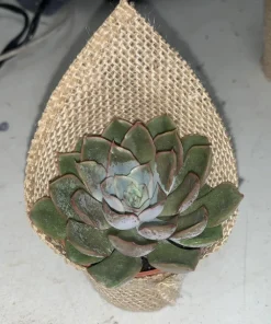 Succulents Live Plants Rooted - Assorted Varieties for Indoor & Outdoor - Image 3