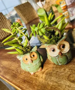 Succulents Live Plants – Set of Two – Rooted in Owl Good Luck Pots – Houseplant - Image 2