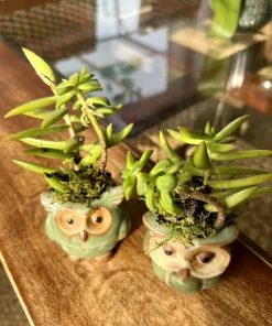 Succulents Live Plants – Set of Two – Rooted in Owl Good Luck Pots – Houseplant - Image 3