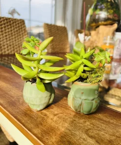 Succulents Live Plants – Set of Two – Rooted in Owl Good Luck Pots – Houseplant - Image 4