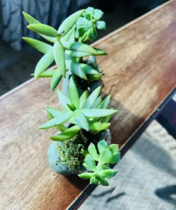 Succulents Live Plants – Set of Two – Rooted in Owl Good Luck Pots – Houseplant - Image 5