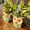Succulents Live Plants – Set of Two – Rooted in Owl Good Luck Pots – Houseplant - Image 1