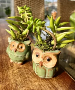 Succulents Live Plants – Set of Two – Rooted in Owl Good Luck Pots – Houseplant - Image 1
