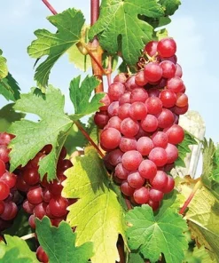 Suffolk Red Seedless Grape Vine Live Plant - 1-2 Year Old, Outdoor, Red Fruit - Image 2