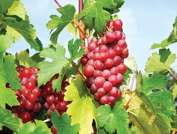 Suffolk Red Seedless Grape Vine Live Plant - 1-2 Year Old, Outdoor, Red Fruit - Image 2