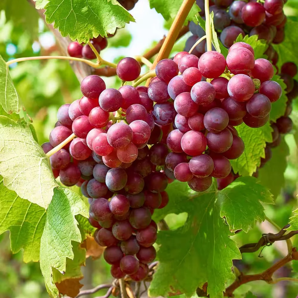 Suffolk Red Seedless Grape Vine Live Plant - 1-2 Year Old, Outdoor, Red Fruit - Image 3